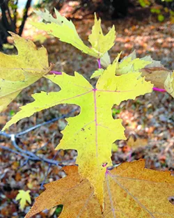 Falling for autumn: Try this nature scavenger hunt for a family outing