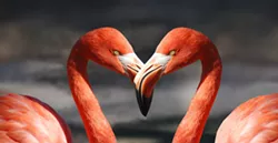 Looking for love this Valentine's Day? Find your romantic spirit animal for inspiration