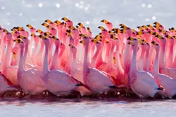 The James's Flamingo (Phoenicopterus jamesi), also known as the Puna Flamingo, is a South American flamingo, named for Harry Berkeley James. It breeds on the high Andean plateaus of Peru, Chile, Bolivia and Argentina. It is related to the Andean Flamingo, and the two are often placed in the genus Phoenicoparrus. - It is a small and delicate flamingo, approximately 3 feet in height. Its plumage is pale pink, with bright carmine streaks around the neck and on the back. When perched a small amount of black can be seen in the wings. There is bright red skin around the eye. The legs are brick-red and the bill is bright yellow with a black tip. Immature birds are greyish. - James's Flamingo is similar to other South American flamingoes, but the Chilean Flamingo is pinker, with a longer bill without yellow, and the Andean Flamingo is larger with more black in the wings and bill, and yellow legs. - PEDRO SZEKELY