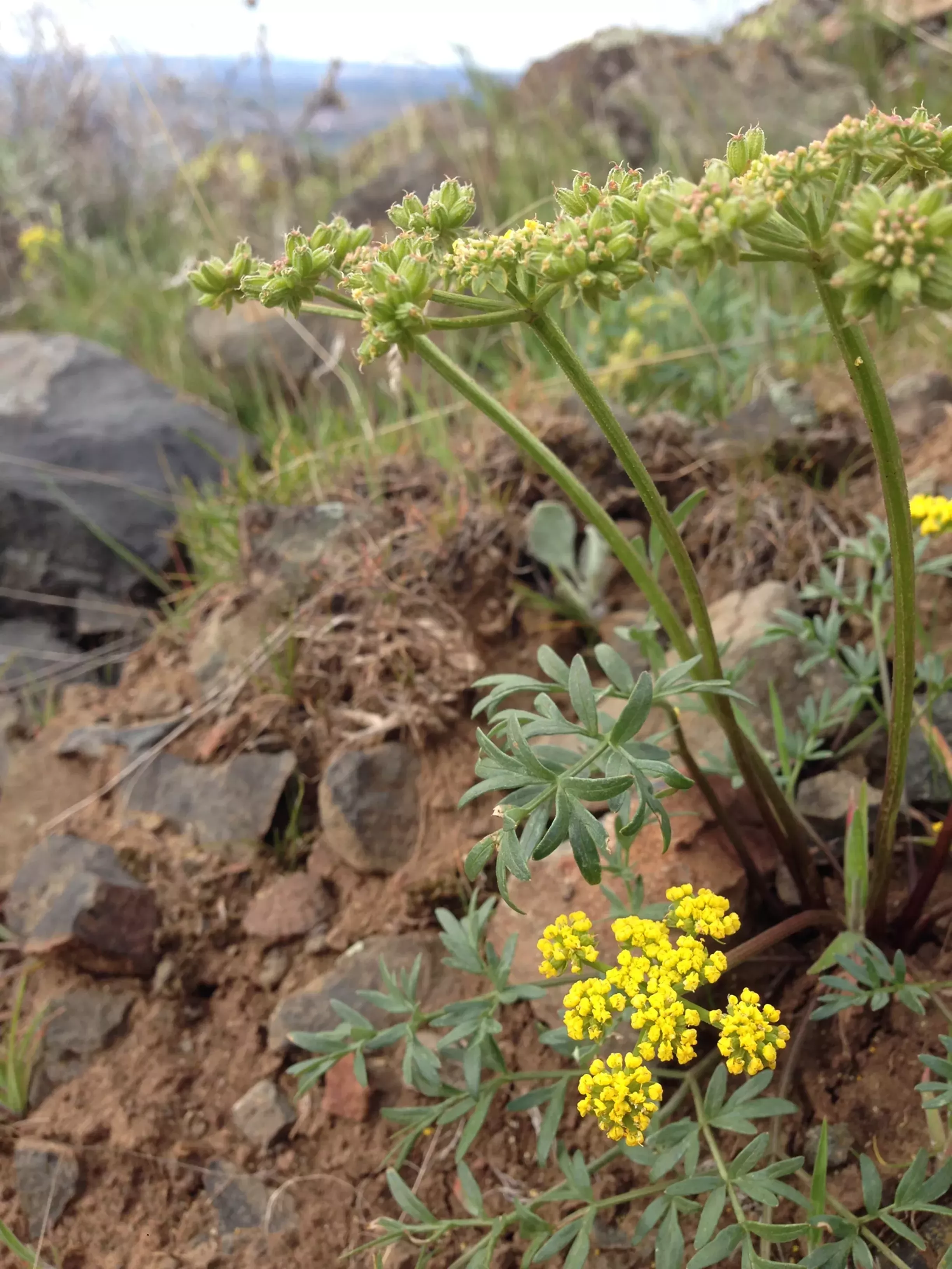 Smartphone field guide lets you stop, smell Idaho&#146;s wildflowers