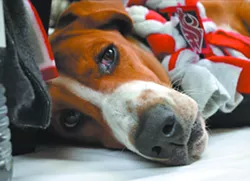 Kids can see what veterinarians really do at WSU open house