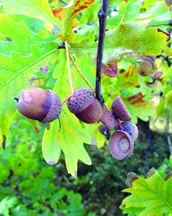 Falling for autumn: Try this nature scavenger hunt for a family outing