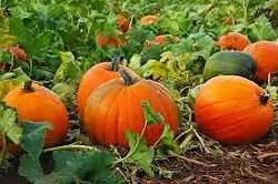 Gourd heavens! How to pick, carve and preserve the perfect pumpkin