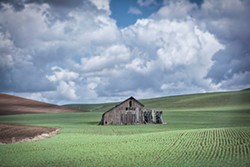 Recording the rolling hills: The Palouse shines as a photography hot spot