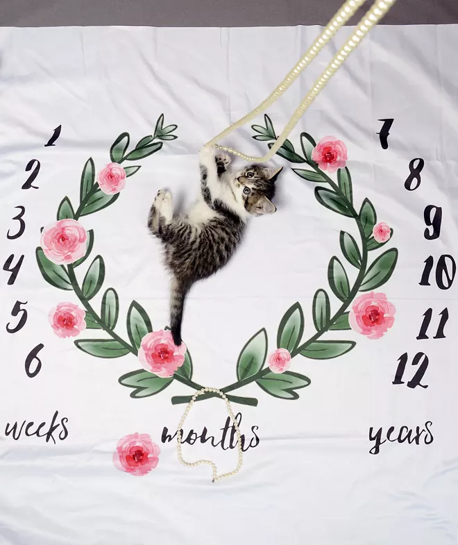 Tue, a five-week old kitten, bats its paws at beads while laying on a baby milestone blanket on Friday. Tue, which means "peaceful man" in Norse, is in foster care with Kaylee Ward, who works at the Lewis-Clark Animal Shelter. He will be available for adoption at the end of April. - TRIBUNE/PETE CASTER
