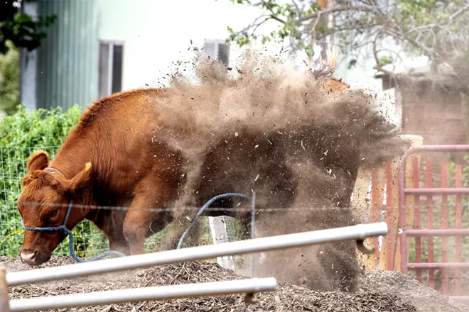 Big Red kicks some dirt up onto his back as he relaxes in his pen on Saturday. Kadence Barnes, 15, is raising the steer to show in 4-H. August Frank/Tribune - AUGUST FRANK/TRIBUNE