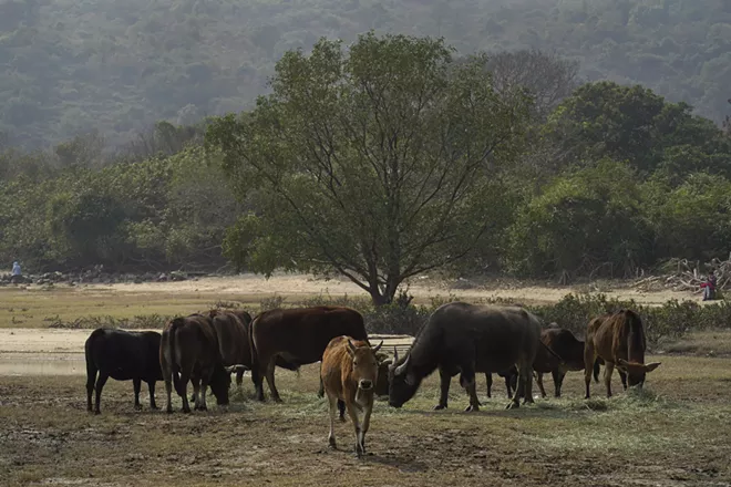 Cows and buffalos eat grass at Lantau island, the biggest island within the territory of Hong Kong on Jan. 17, 2021. The Chinese Year of the Ox begins Friday, Feb. 12, and in the shadow of Hong Kong's futuristic urban skyline, wild bovines are getting some love. Ho Loy of the Lantau Buffalo Association and her team of volunteers dedicate most weekends to checking on the cattle that roam the biggest island within the territory of Hong Kong. (AP Photo/Vincent Yu)