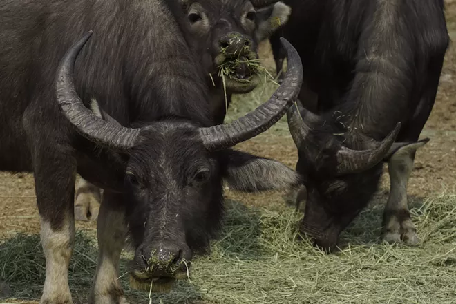 Buffalos eat grass at Lantau island, the biggest island within the territory of Hong Kong on Jan. 17, 2021. The Chinese Year of the Ox begins Friday, Feb. 12, and in the shadow of Hong Kong's futuristic urban skyline, wild bovines are getting some love. Ho Loy of the Lantau Buffalo Association and her team of volunteers dedicate most weekends to checking on the cattle that roam the biggest island within the territory of Hong Kong. (AP Photo/Vincent Yu)