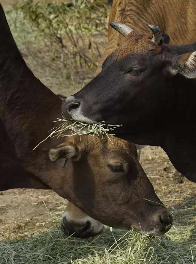 Cows eat grass at Lantau island, the biggest island within the territory of Hong Kong on Jan. 17, 2021. The Chinese Year of the Ox begins Friday, Feb. 12, and in the shadow of Hong Kong's futuristic urban skyline, wild bovines are getting some love. Ho Loy of the Lantau Buffalo Association and her team of volunteers dedicate most weekends to checking on the cattle that roam the biggest island within the territory of Hong Kong. (AP Photo/Vincent Yu)