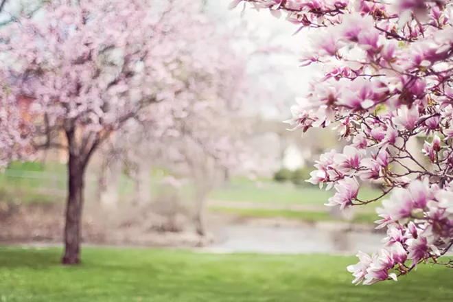 Magnolias have burst into bloom in the Lewiston-Clarkston Valley in the past week. Do you know what is the first day of spring in Australia?