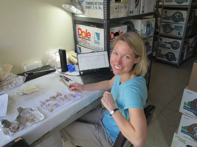 Erin Thornton, associated professor of anthropology at Washington State University, works at the El Mirador Basin Archaeology Project lab house in Guatemala City, Guatemala. Thornton is analyzing ancient animal bones from the Maya archaeological site of El Mirador located in Peten, Guatemala. The Dole boxes on the shelves are also filled with artifacts such as ceramic sherds, stone tools, and human and animal bones). Thornton is holding a leg bone of an archaeological turkey. - ERIN THORNTON