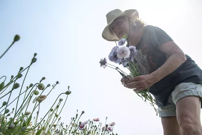 Taugher searches for poppy flowers to pick from her farm as she puts together a bouquet. - ZACH WILKINSON / INLAND 360