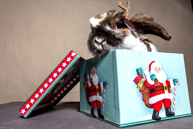 Pets as presents: Proceed with caution