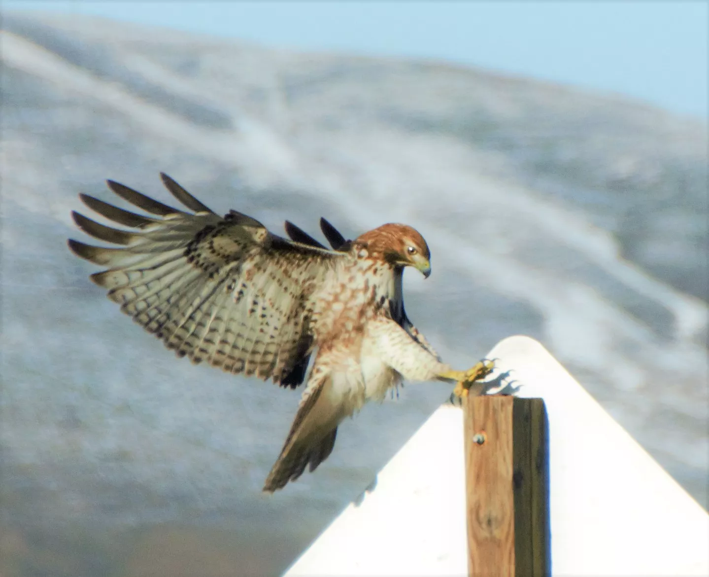 Inland 360 Where you go for what you do Gallery Hawk Landing