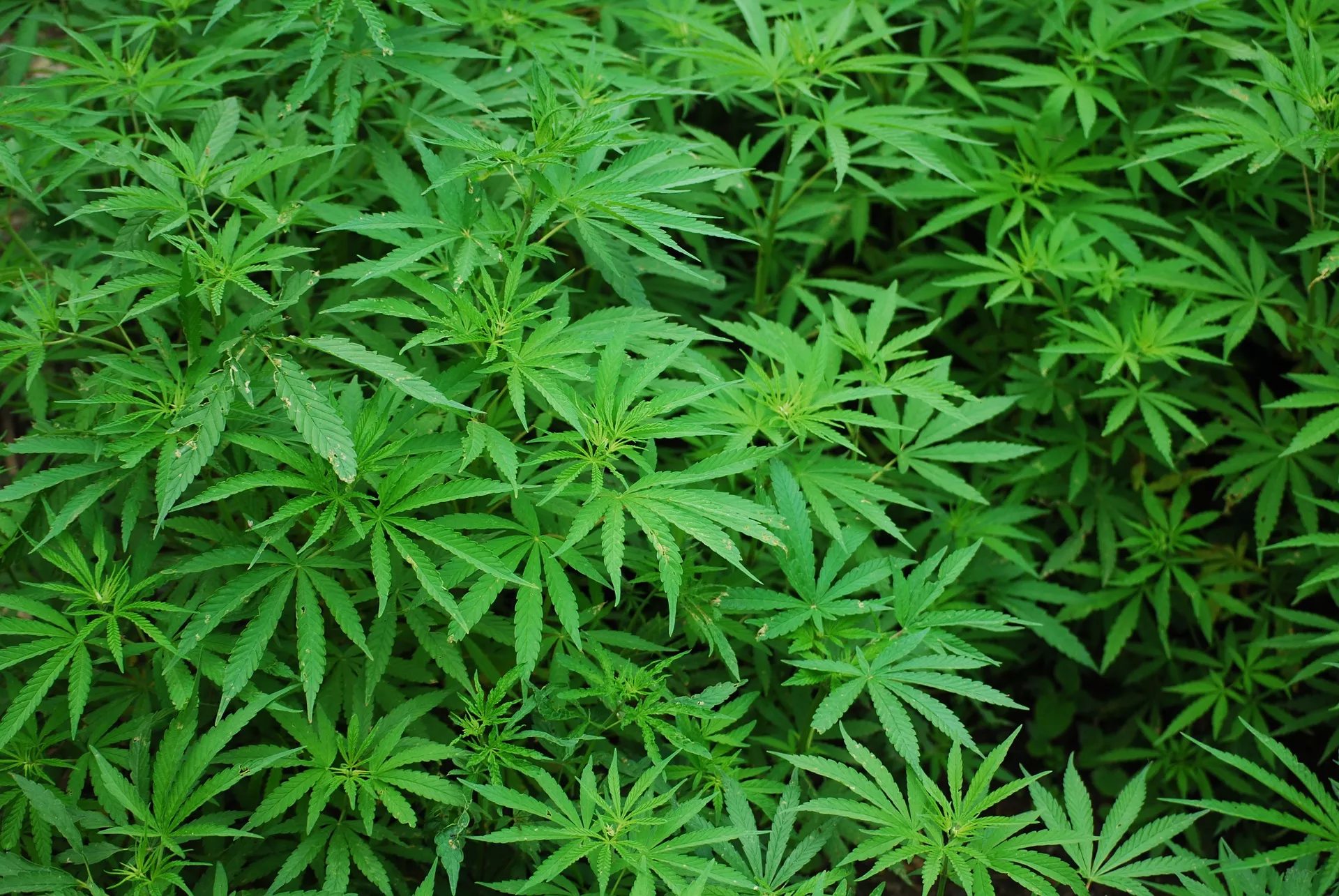 The Politics of Pot Moscow Hemp Fest aims to inform Cannabis