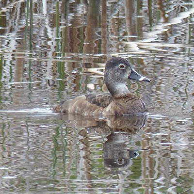 A female ring-necked duck at Turnbull Refuge, May 2. By Sarah Walker.