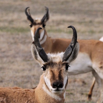 A pronghorn buck shows he's not camera shy for Stan Gibbons of Lewiston who snapped this photo from just outside Malheur Nat'l Wildlife Refuge in S.E. Oregon on 4/3/2012.