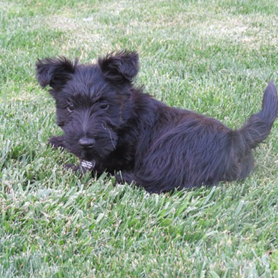 Willa Peace of My Heart, a nine-week-old Scottish terrier, lies in the cool, green grass near her home in Orofino. The photo was taken July 1 by Willa's "mom," Le Ann Wilson.