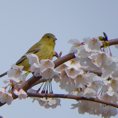 This Lesser Goldfinch was nibbling from the brand-new cherry blossoms we're seeing all over the Valley now. Photo by Sarah Walker&nbsp;at&nbsp;Normal Hill, Lewiston.