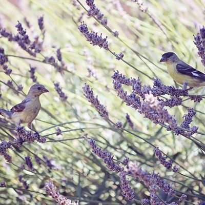 I took this picture Tuesday, July 20th while my daughter was at her swimming lesson. It was taken at our swimming instructors house in the Lewiston Orchards.
    
    These two tiny birds were having a fun time chasing one another before landing in this lavender to have a snack.