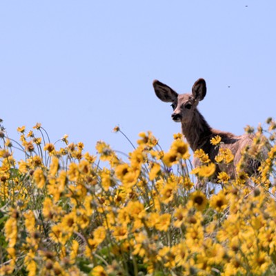 An afternoon drive on the Old Winchester Grade produced this image of a deer in the balsamroot wildflowers. Photo by Stan Gibbons of Lewiston on 5/2/2016.