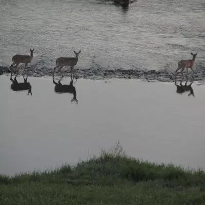 Reflections of deer drinking from the Clearwater River, just below our house.