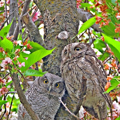 Baby owls on a tree in front of Reid Centennial Hall enjoying the Art under the Elms festival today. The photo was taken by Leif Hoffmann from Clarkston, WA, on April 29, 2017.