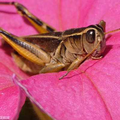 Afternoon break for this grasshopper. Photo taken Aug. 17, 2016, by Scott Bryce of Hayden, Idaho.