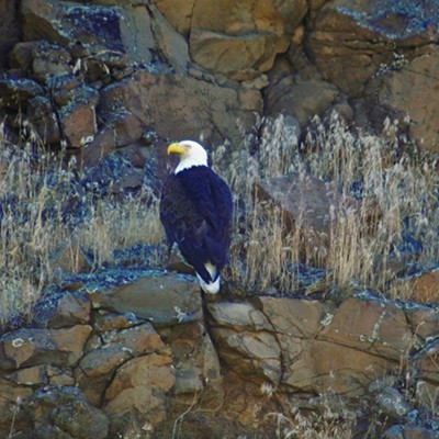 On our way to Granite Rock we saw this Bald Eagle standing on a rocky ledge near the road. Taken June 24, 2017, by Mary Hayward of Clarkston.