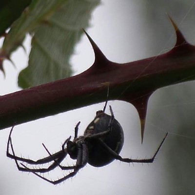 Spider clinging to its web