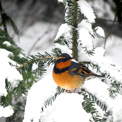 Taken in December of last year, this varied thrush is fluffed up to stay warm. Taken on Moscow Mountain by Betsy Bybell.