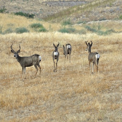 Four bucks gather at the edge of the field in Lewiston, Idah, on Sept, 2. Photo by Lewiston's Gail Craig.