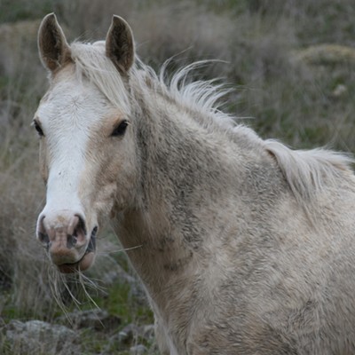 Found this horse along Asotin Creek February 2016  Photographer Mary Hayward of Clarkston