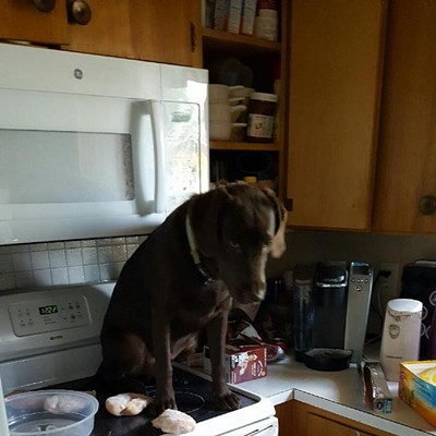 Thursday, June 9th, my husband came home to our chocolate lab, Oakley, enjoying the chicken breasts that were left out to thaw for dinner that night. By the expression on his face and the way his head is hanging, he knew he was busted. We still don't know how he got up there in the first place!
    June 9, 2016
    Lewiston, ID
    Photo taken by Kevin Brooks, Jr
    Chocolate Lab - Oakley