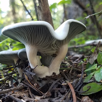 Taken with a cell phone June 24, 2018, on Fish Creek Trail above Grangeville by Susan Brown of Grangeville, with a cell phone. I enjoy discovering interesting quirks in nature.