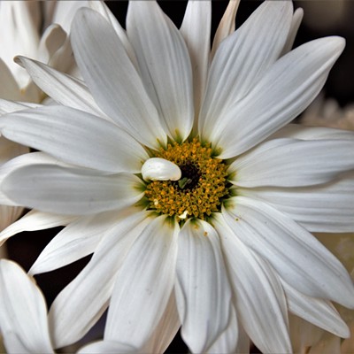 My husband gave me some beautiful flowers when I was feeling sick. I love daisies and just looking at them made me feel some better. Taken Feb. 13, 2018, by Mary Hayward of Clarkston.