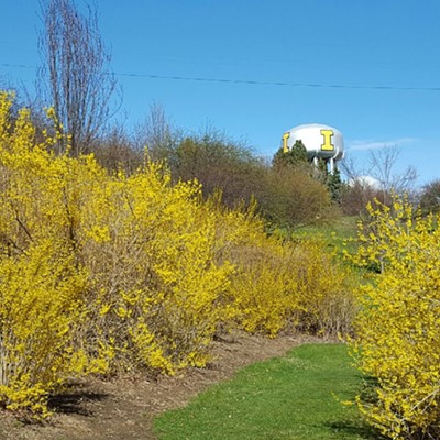 Blooming yellow forsythia in the University of Idaho arboretum match the yellow in the "I" Tower, taken on 3/26/16.