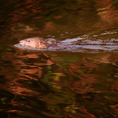 A muskrat swims across the pond at Kiwanis Park on Nov. 6, 2015. Photo by Stan Gibbons of Lewiston