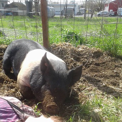 Emily Adams, 12, with her 4H pig, Casper. Photo by Susan Adams in Clarkston.