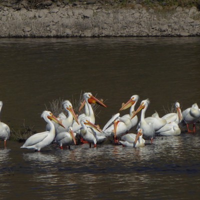White Pelicans resting at the outlet of Alpowa Creek on April 10. Their wingspan is nearly as great as the California Condor's--9 feet! Photo by Sarah Walker
