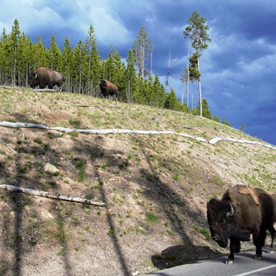 We went to Yellowstone National Park and many times we had to share the road with the buffalo. Taken by Mary Hayward June 5, 2018.