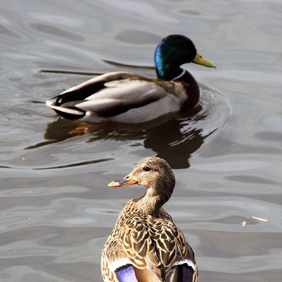 We took our granddaughter to feed the ducks at Kiwanis Park and I had fun capturing duck pictures. Taken March 4, 2018 by Mary Hayward of Clarkston.