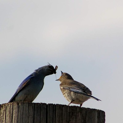 A bluebird feeds its baby in the Blue Mountains near Peola on June 14, 2018. Photo by Nickole Corey.