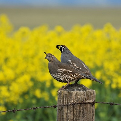 Quail and canola, just east of Lewiston Orchards, Photo by Stan Gibbons of Lewiston on 5/5/2012.
