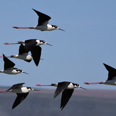 Migrating black-necked stilts flying over Mann Lake. Stilts have the second longest legs in proportion to body size of all birds, only flamingos are longer. Photo by Stan Gibbons on 4-24-2018.