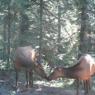 "Elk Love" taken from  my game cam in Idaho
