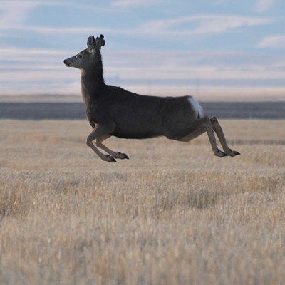 'It's a bird!...'It's a plane!...' No, it's just a Mule Deer flying over a stubble field on Weissenfels Ridge in Asotin County. Photo by Stan Gibbons of Lewiston on 1/8/2012.