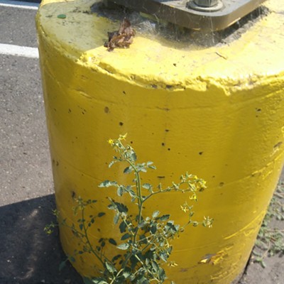 This tomato plant found the will to grow despite the harsh environment of the parking lot of Costco. Photo from Mikki Overley, taken on 8/6/2017, Clarkston, Wa.