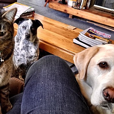 Lola, our lab, shows her buddies, Gabby the cat and Hana the heeler, the art of begging for treats. Picture taken by Sue Young on Thanksgiving 2017 at their home in Lewiston.