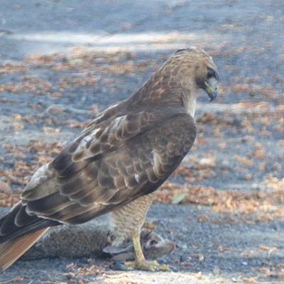 This hawk had captured a small rabbit, dropped it in the driveway and stood over it; we took a quick picture before he flew away without the rabbit, we left and he came back for his lunch. This was taken on June 9, 2019 in our driveway on Country Club Drive by Bob Arleth.